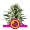 Royal Cookies van Royal Queen Seeds: Een smaakvolle en krachtige cannabissoort voor fijnproevers en kenners.