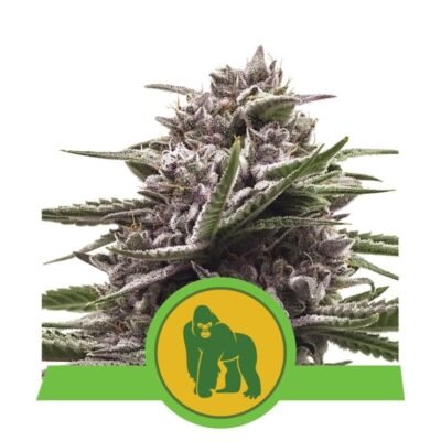 Ervaar de kracht van Royal Gorilla Automatic cannabissoort van Royal Queen Seeds - Een snelbloeiende en krachtige autoflowering optie.
