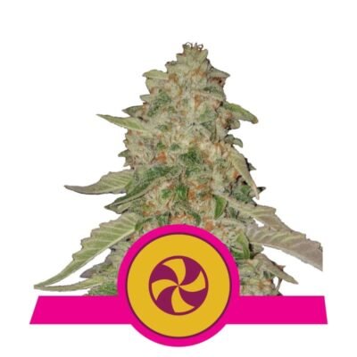 Verwen je zintuigen met Sweet ZZ cannabissoort van Royal Queen Seeds - Een genot voor de smaakpapillen en de geest.