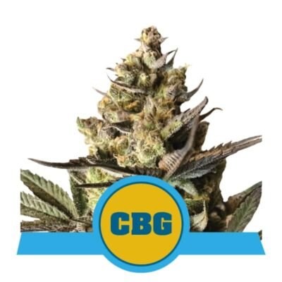Royal CBG Automatic van Royal Queen Seeds: Een snelbloeiende en veelbelovende autoflowering cannabissoort met hoogwaardige CBG-eigenschappen.