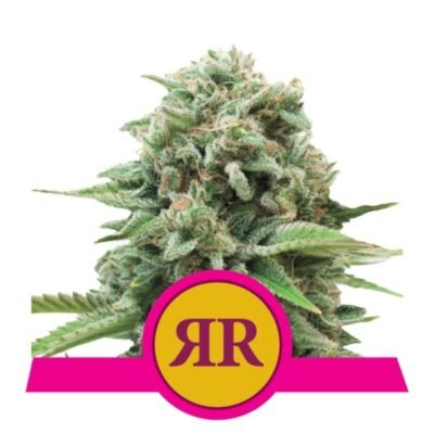 Proef de perfectie van Royal Runtz cannabissoort van Royal Queen Seeds - Een smaakvolle en krachtige keuze voor veeleisende liefhebbers.