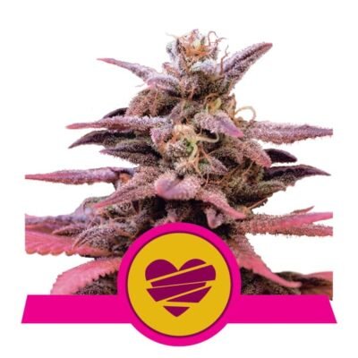 Ontdek Wedding Crasher van Royal Queen Seeds: Een betoverende hybride cannabissoort met verleidelijke aroma's en ontspannende effecten