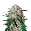Ontdek de verrukkelijke aroma's van Smoothie Auto cannabissoort van Fast Buds - Een snelbloeiende en fruitige ervaring.