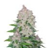 Ontdek de krachtige eigenschappen van Stardawg Auto cannabissoort van Fast Buds - Een snelbloeiende en potente keuze.