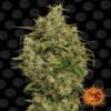 Zoete verleiding: Sweet Tooth cannabissoort van Barney's Farm - Een smakelijke en ontspannende ervaring voor fijnproevers.