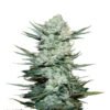 Geniet van de citrusachtige energie van Tangie’Matic Auto cannabissoort van Fast Buds - Een aromatische autoflowering ervaring.
