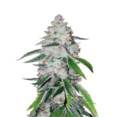 West Coast OG Auto is een krachtige en aromatische autoflowering cannabisvariant van Fast Buds, met de kenmerkende eigenschappen van de West Coast OG. Geniet van deze snelbloeiende schoonheid met aardse tonen en ontspannende effecten