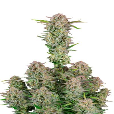 Bruce Banner Auto - Een automatisch bloeiende cannabissoort met de krachtige genetica van Bruce Banner. Ervaar gemakkelijke teelt en opvallende effecten met Bruce Banner Auto.