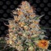 Bubba Kush - Een populaire en krachtige cannabissoort met ontspannende eigenschappen. Geniet van de kenmerkende Bubba Kush ervaring met deze hoogwaardige variëteit.