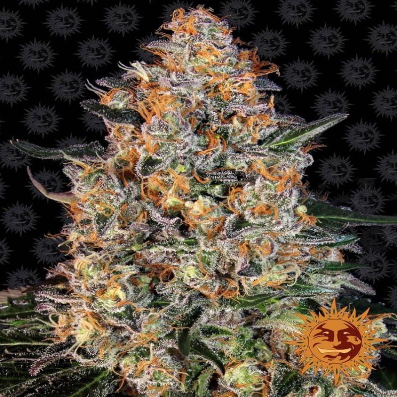 Bubba Kush - Een populaire en krachtige cannabissoort met ontspannende eigenschappen. Geniet van de kenmerkende Bubba Kush ervaring met deze hoogwaardige variëteit.