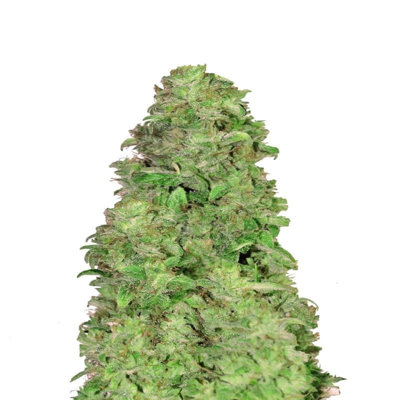 CBD Autoflower 20:1 van Fast Buds - Een automatisch bloeiende cannabissoort met een hoog CBD-gehalte en een verhouding van 20:1. Ervaar ontspanning met CBD Autoflower 20:1.