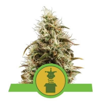 Ervaar het gemak van Royal Jack Automatic cannabissoort van Royal Queen Seeds - Een snelbloeiende en krachtige autoflowering optie.