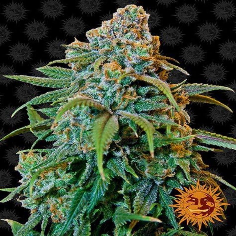 Liberty Haze van Barney's Farm: Ontdek de opwekkende en krachtige Liberty Haze cannabissoort. Geniet van haar kenmerkende aroma's en stimulerende effecten die je zintuigen prikkelen en je stemming verheffen.