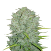 Original Northern Lights van Fast Buds: Ontdek de iconische Original Northern Lights in een snelle en eenvoudige autoflower variant. Geniet van de betoverende aroma's en ontspannende effecten van deze legendarische cannabissoort.