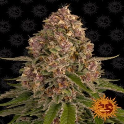Pink Kush van Barney's Farm: Geniet van de heerlijke aroma's en ontspannende effecten van deze populaire indica-dominante cannabissoort.