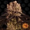 Purple Punch van Barney's Farm: Een krachtige en smaakvolle cannabissoort met karakteristieke Purple Punch eigenschappen voor liefhebbers.
