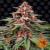 Ervaar de autoflowering versie van de heerlijke Runtz cannabissoort van Barney's Farm - Een snelbloeiende en smaakvolle keuze.