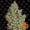 Verwen je zintuigen met Tangerine Dream cannabissoort van Barneys Farm - Een fruitige en aromatische ervaring voor liefhebbers.