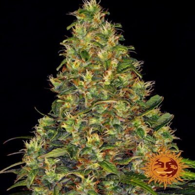 Amnesia Haze Auto, een zelfbloeiende variant van de populaire cannabissoort, met dezelfde karakteristieke aroma's en krachtige effecten in een handige en snelle groeiende vorm.
