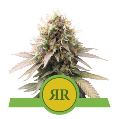 Ervaar het gemak en de smaak van Royal Runtz Automatic cannabissoort van Royal Queen Seeds - Een snelbloeiende en heerlijke autoflowering optie.