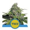 Ontdek de unieke eigenschappen van Royal THCV cannabissoort van Royal Queen Seeds - Een exclusieve variant voor de kenners.