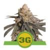 Triple G Automatic cannabissoort van Royal Queen Seeds: Een krachtige en snelbloeiende ervaring in een autoflower variant.