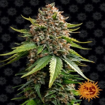White Widow XXL Auto - Automatisch bloeiende cannabissoort met overvloedige opbrengst en krachtige effecten. Perfect voor kwekers van alle niveaus. Bestel nu!