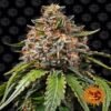 White Widow XXL - Grote opbrengsten en krachtige toppen. Een uitstekende keuze voor kwekers op zoek naar overvloedige en hoogwaardige cannabisbloemen.