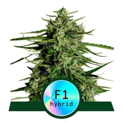 Titan F1 cannabissoort van Royal Queen Seeds: Een krachtige en hoogwaardige ervaring voor de liefhebbers.