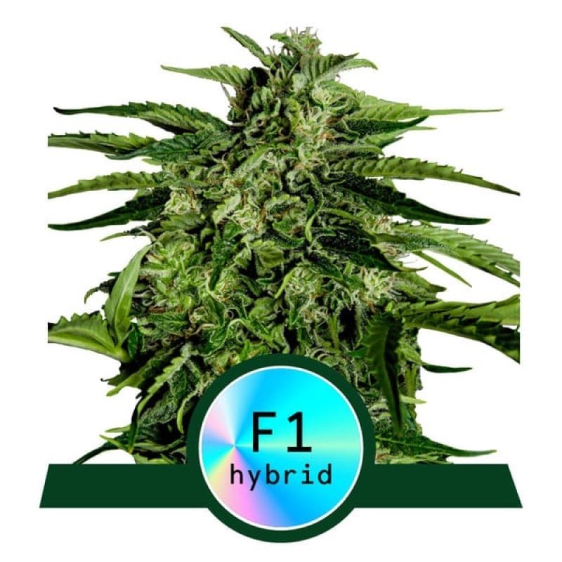 Apollo F1 wietzaden - Hoogwaardige cannabis zaden van de Apollo F1 variëteit. Deze zaden staan bekend om hun krachtige groei en potentie, resulterend in robuuste en harsrijke wietplanten. Perfect voor kwekers op zoek naar een uitmuntende cannabiservaring.