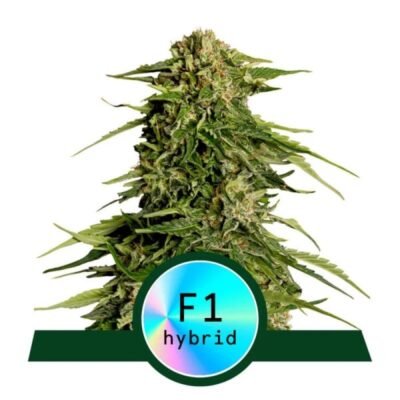 Epsilon F1 van Royal Queen Seeds - Ontdek de buitengewone eigenschappen van de Epsilon F1 cannabissoort. Kweek met vertrouwen en kwaliteit.