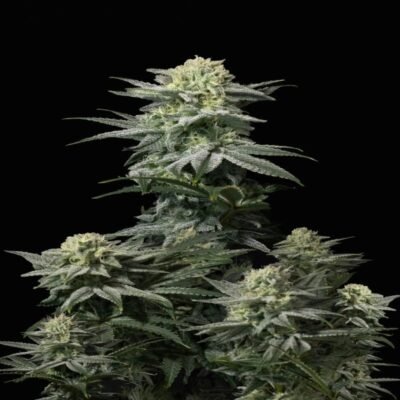 GG4 Sherbet FF van Fast Buds - Een bijzondere cannabissoort die de kracht van GG4 en Sherbet combineert. Ervaar de unieke smaken en effecten van GG4 Sherbet FF.