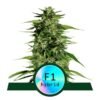 Hyperion F1 van Royal Queen Seeds - Ontdek de kracht en potentie van de Hyperion F1 cannabis strain, een nieuwe favoriet voor serieuze kwekers en liefhebbers.