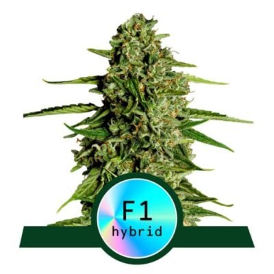 Medusa F1 van Royal Queen Seeds: Ontdek de betoverende kracht van Medusa F1 cannabiszaden. Deze unieke soort staat bekend om haar weelderige harsproductie en intrigerende aroma. Geniet van een gebalanceerde ervaring met zowel ontspanning als verhoogde creativiteit.